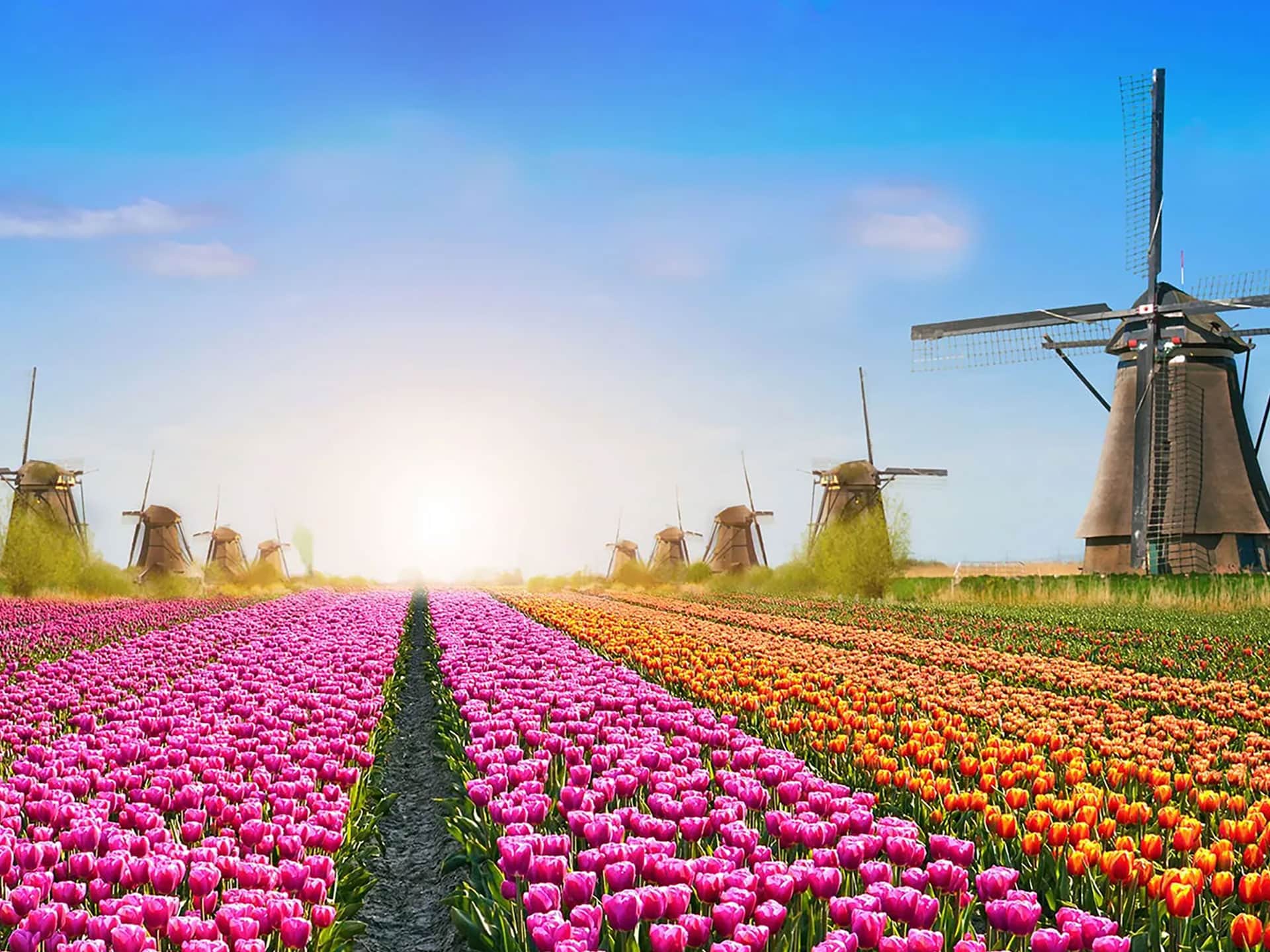 Olanda, tulipani del parco Keukenhof